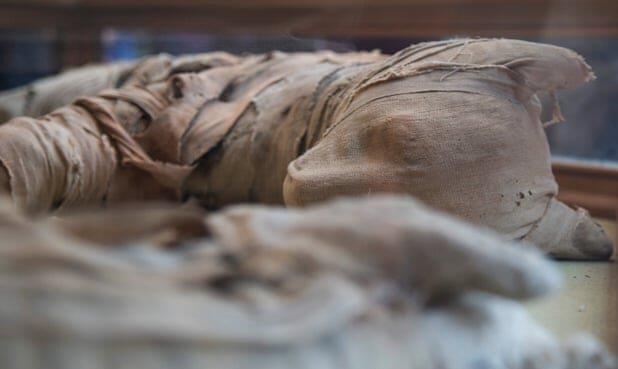 کشف حیوانات مومیایی عجیب در مصر