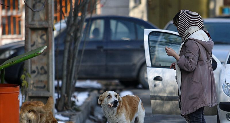 چهار علت هجوم سگ‏‏ ها به شهرها شناسایی شد