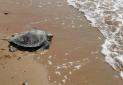 ثبت بین المللی جزیره شیدور به عنوان زیستگاه لاک پشت های دریایی
