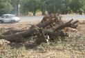 قطع درخت 400 ساله برای انتقام گیری از پلیس راهور