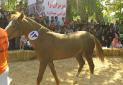 برگزاری جشنواره ملی زیبایی اسب اصیل ترکمن در بجنورد