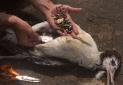 تهدید زندگی 90 درصد پرندگان دریایی توسط زباله های پلاستیکی