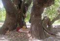 ثبت درخت چنار 700 ساله گرمه علیا در فهرست آثار ملی
