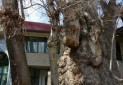 ثبت 6 درخت کهنسال البرز در فهرست میراث طبیعی ملی