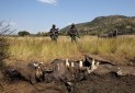 شکارچیان فیل سه رنجر را در یک پارک حیات وحش کشتند