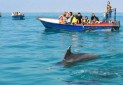 دلفین ها دیگر به گردشگران نمی خندند