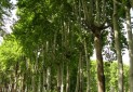 درختان کهنسال چنار، جاذبه گردشگری طبیعی در باغ موزه سعدآباد