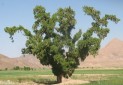 ثبت 7 درخت کهنسال خراسان جنوبی در فهرست میراث طبیعی