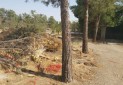 قطع 1700 اصله درخت در پارک جنگلی چیتگر توسط شهرداری