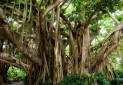 بزرگترین درخت گردو هم ثبت ملی شد