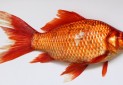 هشدار درباره رهاسازی ماهی قرمز در طبیعت