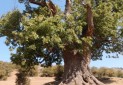 درخت هزار ساله گیلان در فهرست میراث طبیعی ملی نشست