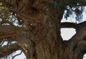 تشدید حفاظت از میراث طبیعی و درختان کهنسال البرز