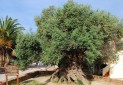 «وو وِس» درختی از زمان سقوط امپراتوری روم