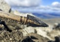 کشف یک تیر باستانی در کوهستان های نروژ