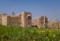 تهدید حریم شهر باستانی بیشاپور با کاشت گل