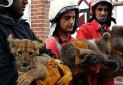 رژه حیوانات وحشی در خیابان های مشهد!