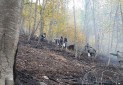 آتش 15 هکتار از جنگل های تنکابن را سوزاند