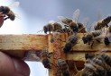 قارچ کش ها یک عامل کاهش جمعیت زنبورها