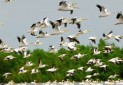 تالاب های گیلان میزبان افزون بر 200 هزار پرنده مهاجر