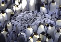 پنگوئن های پادشاه در دوراهی مهاجرت یا مرگ