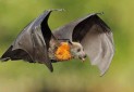 خفاش ها هم قربانی شایعه سودجویان شده اند