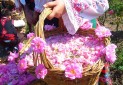 استقبال گردشگران داخلی و خارجی از برگزاری جشنواره گلاب گیری در کاشان