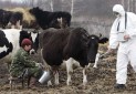 آثار حادثه چرنوبیل در شیر گاوهای اوکراین پیدا شد