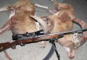 شکارچیان غیر مجاز 3 محیط بان را مجروح کردند