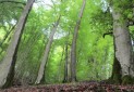 جنگل های هیرکانی ثبت جهانی شد