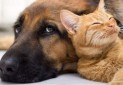 ممنوعیت ورود حیوانات خانگی به تمامی هتل ها و مراکز اقامتی