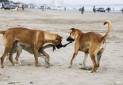 آیا "مرگ با ترحم" سگ های بدون صاحب، دستورالعمل وزارت کشور است؟