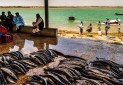 پیشنهاد ایجاد اولین منطقه آزاد گردشگری کشور در سواحل مکران