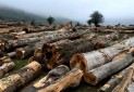 واردات چوب و مساله حفظ جنگل ها در مازندران