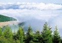 کروناویروس فرصتی برای پاکسازی جنگل ابر