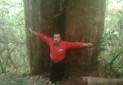 شناسایی بزرگ ترین درخت سرخدار هیرکانی در مازندران