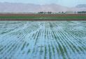 50 درصد آب در کشاورزی هدر می رود