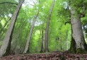 حمایت پروژه هیرکانی از پایان نامه ها و تحقیقات مرتبط با جنگل