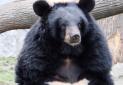 ثبت تصاویر خرس سیاه آسیایی در زیستگاه های استان هرمزگان