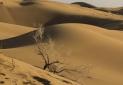 حکم خروج دامداران از پارک ملی کویر با مرگ توله گرگ