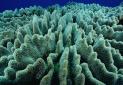 پایش مرجان های چابهار به دلیل آلودگی نفتی متوقف شد