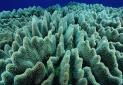 مرگ مرجان های خلیج چابهار به دست تخلیه مواد نفتی