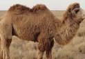 ورود شترهای دوکوهانه از مغولستان به ایران