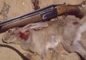 شکار غیر قانونی خرگوش ها در لرستان