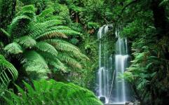 چالش های پیش روی جنگل های استوایی در 2016