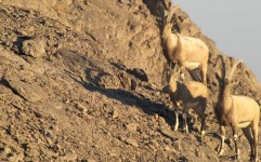 خشکسالی، بدترین شکارچی «دره انجیر»