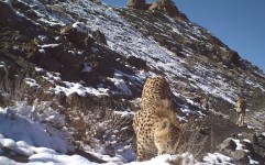 دره انجیر، شاهراه ارتباطی یوزپلنگ ها در کویر مرکزی ایران