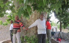 ثبت درخت چنار باجگان در فهرست آثار ملی