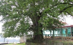 ثبت درخت كهنسال مازندران در فهرست آثار ملی