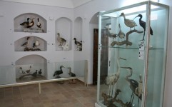 موزه تاریخ طبیعی خراسان جنوبی راه اندازی شد